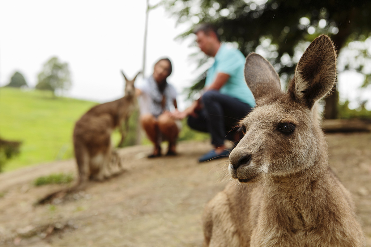 Australia Tours, Kangaroo