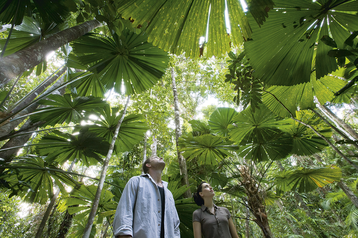 Australia Tours, Daintree