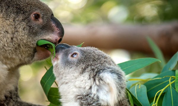 img-koala-feeding-leaf-to-joey-1000px Australia Tours, Koalas
