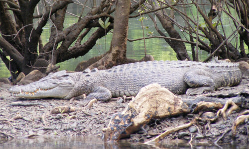Daintree-Wanderer-Tour-2