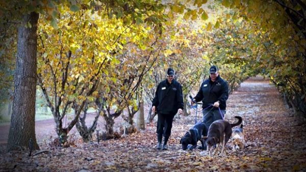Two people walk with several dogs along a dirt path lined with trees in the fall.