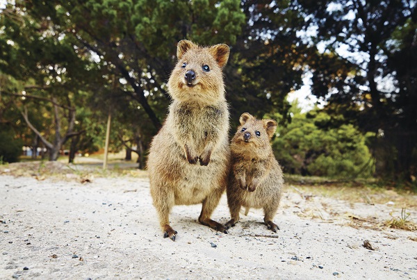 Australia Tours, quokka