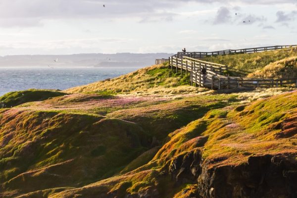 A wooden boardwalk trails over a grassy, flower-covered hill at The Nobbies on Phillip Island.