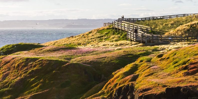 shutterstock_160051781 A wooden boardwalk trails over a grassy, flower-covered hill at The Nobbies on Phillip Island.