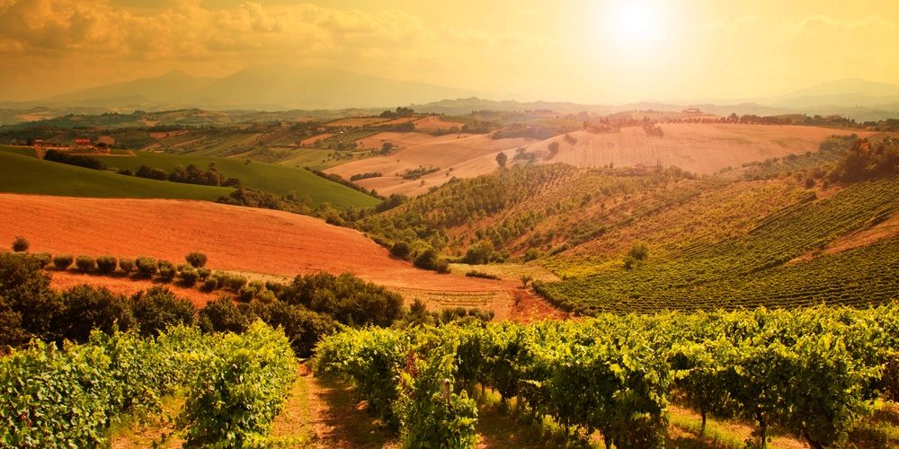 vineyard Australia Tours, vineyard
