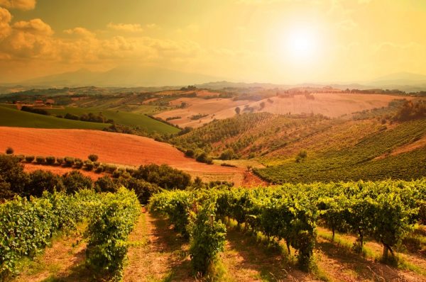vineyard Australia Tours, vineyard