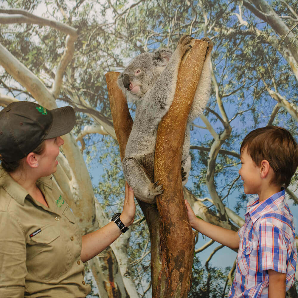 Koala