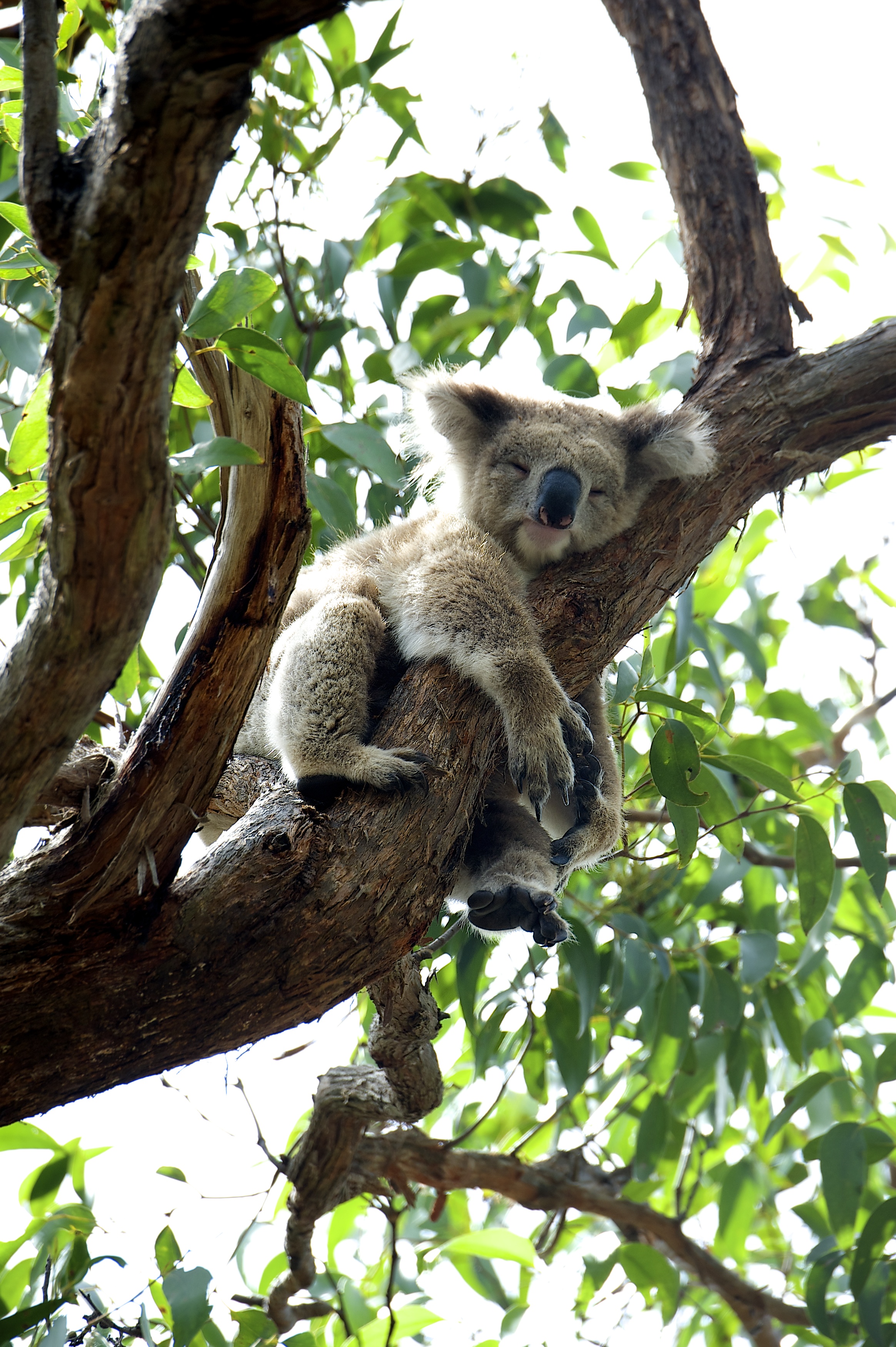 Why You Should Visit Melbourne | Melbourne Travel Packages | Melbourne Tours