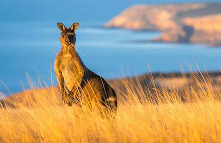 South Australia Expedition Cruising Packages