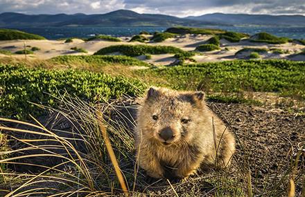 Tasmania Expedition Cruising Packages