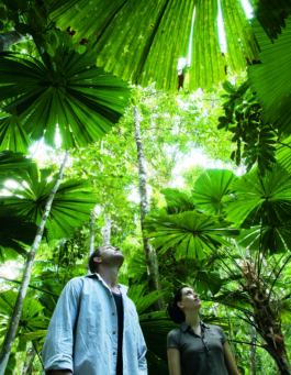 Private Daintree Wanderer Tour