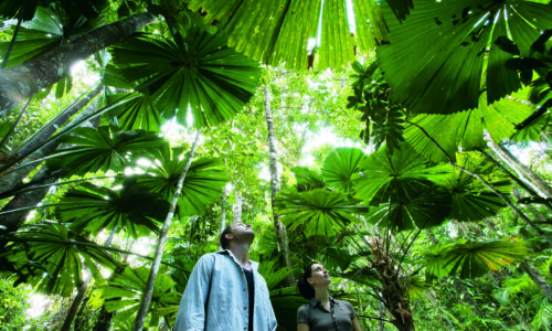 Private Daintree Wanderer Tour