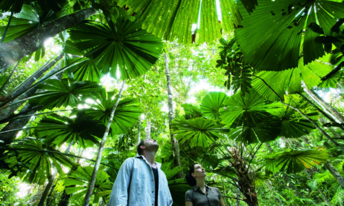Rainforest at Daintree National Park Private Daintree Wanderer Tour