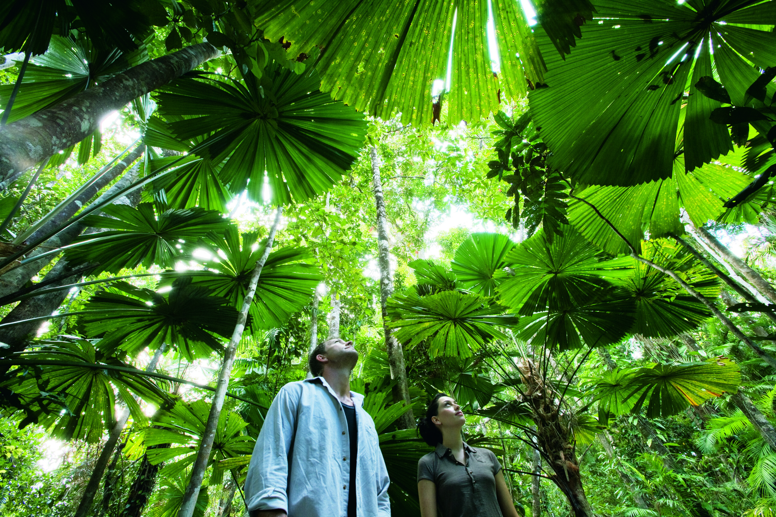 Private Daintree Wanderer Tour