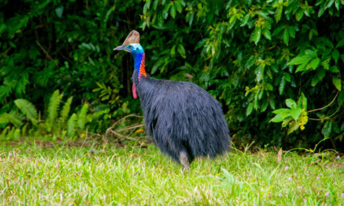 FNQ Nature Tours, Queensland Southern Cassowary, Daintree National Park