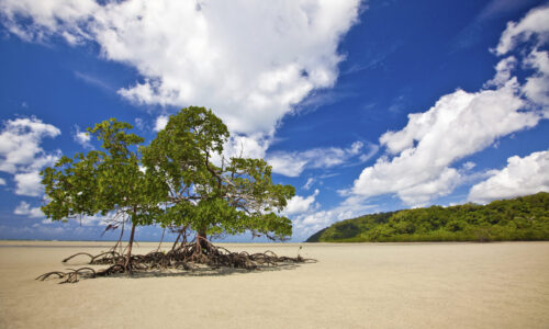 Mangrove Tree on Cowie Beach, Australia Daintree Wanderer Tour