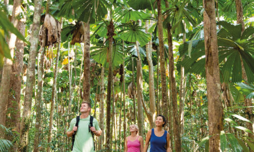 Private Unique Indigenous Experience within the Daintree Rainforest