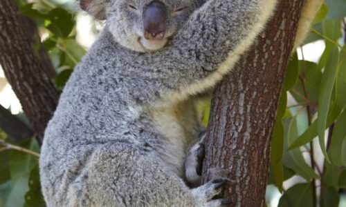 Koala, Kuranda, QLD Private Kuranda Hinterland Tour