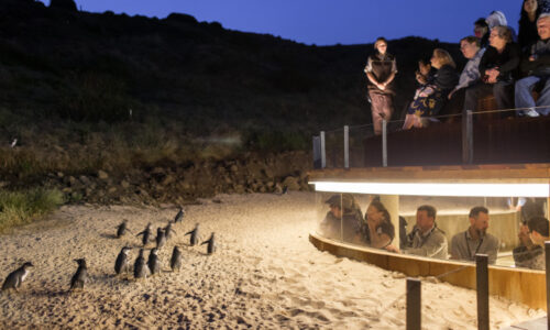 Private Penguins, Koalas and Wildlife Tour