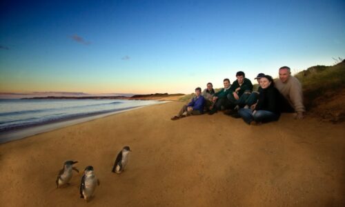 Private Penguins, Koalas and Wildlife Tour