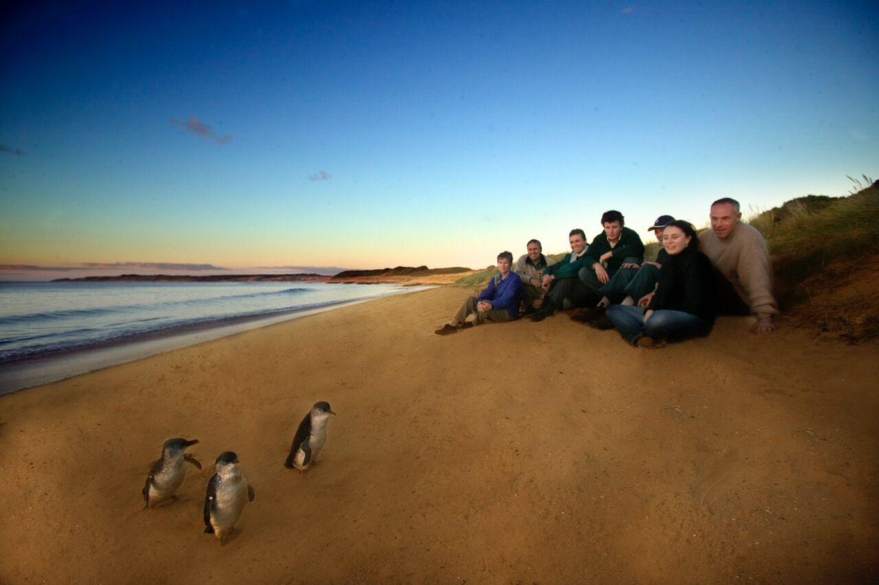 Private Penguins, Koalas and Wildlife Tour | Australian Luxury Escapes