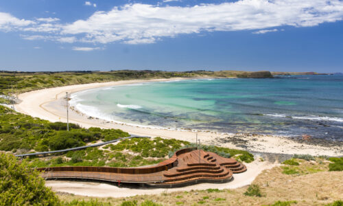 Private Penguins, Koalas and Wildlife Tour | Australian Luxury Escapes