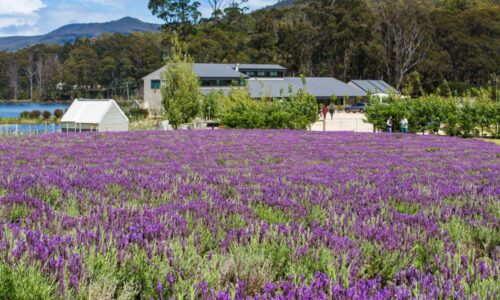 TLC-Farm-1 Port Arthur Discovery Tour | Australian Luxury Escapes