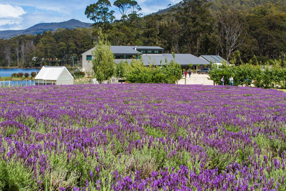 Port Arthur Discovery Tour | Australian Luxury Escapes