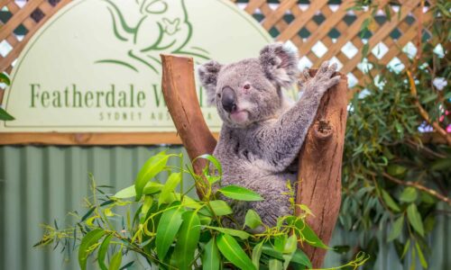 australian-luxury-escape-featherdale Private Blue Mountains High Country Eco Tour