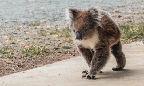koala apollo bay Private Shipwrecks and Wild Cliff Tops – Great Ocean Road | Great Ocean Road Tours