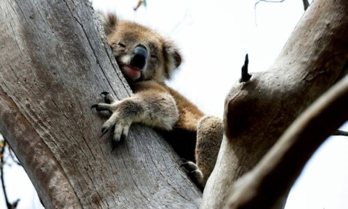 koala2-kennett Great Ocean Road Tour | Private Shipwrecks and Wild Cliff Tops – Great Ocean Road