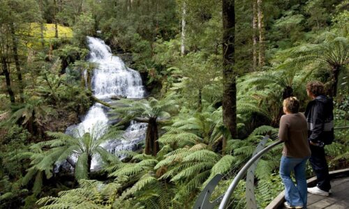 ottways Private Shipwrecks and Wild Cliff Tops – Great Ocean Road Tours