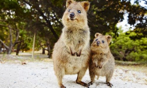 Rottnest Island Quokka Private Perth and Rottnest Island Tour