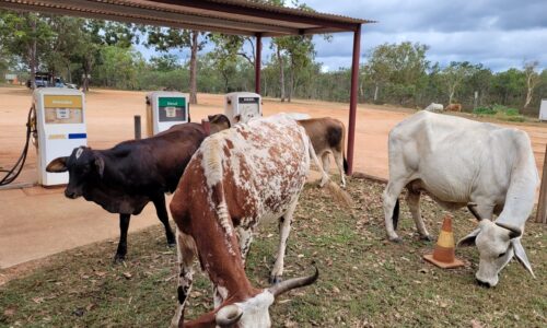CY3 Cape York Travel Package | 9 Day Cape York Drive/Fly Adventure