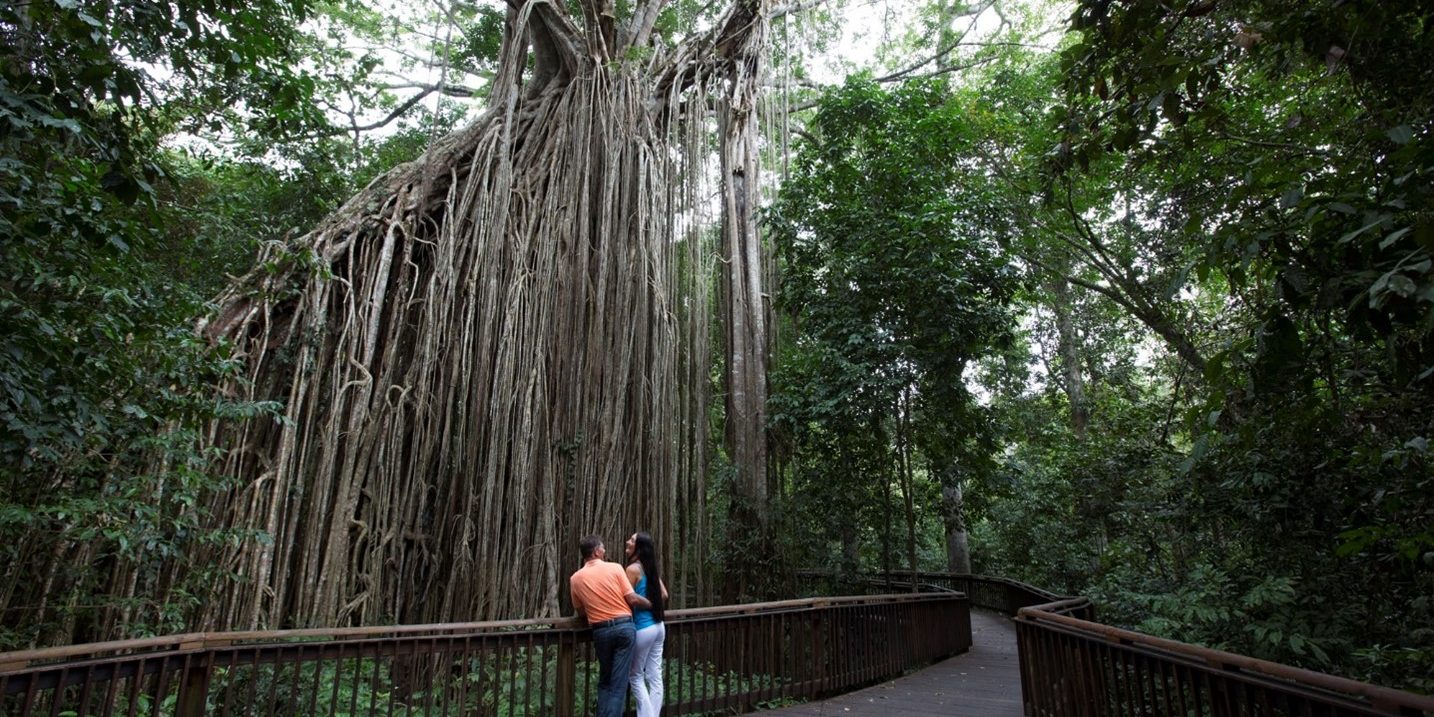 Curtain Fig Cassowary Coast and Atherton Tablelands Discovery Tour | Australian Luxury Escapes