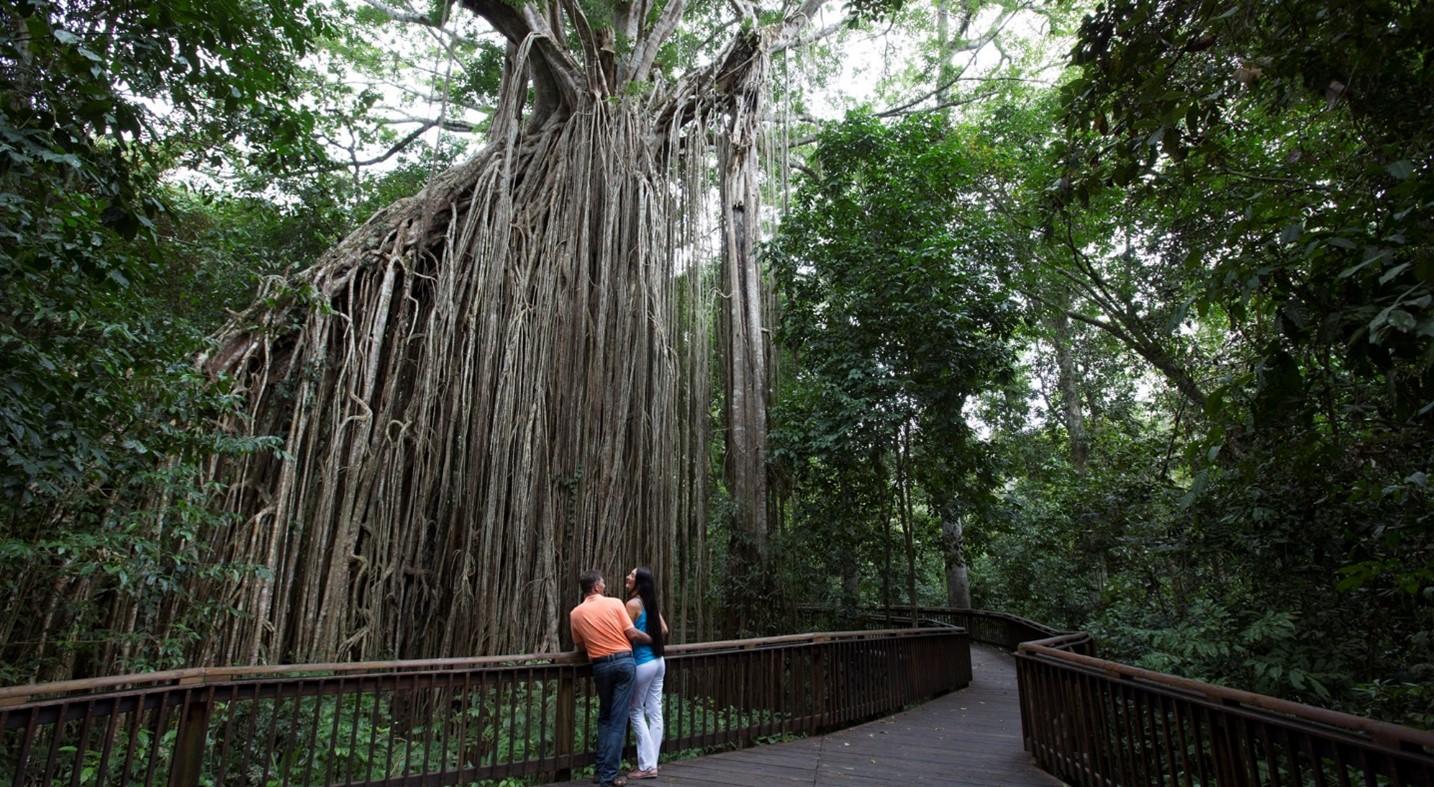 Curtain Fig Cassowary Coast and Atherton Tablelands Discovery Tour | Australian Luxury Escapes