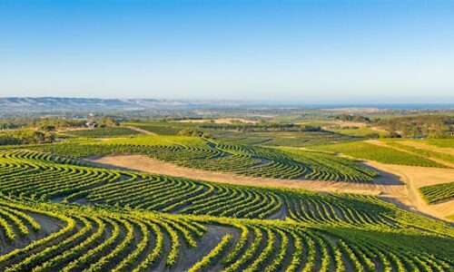 Mclaren vale Private Mclaren Vale Tour | Australian Luxury Escapes | Private Mclaren Vale Tours