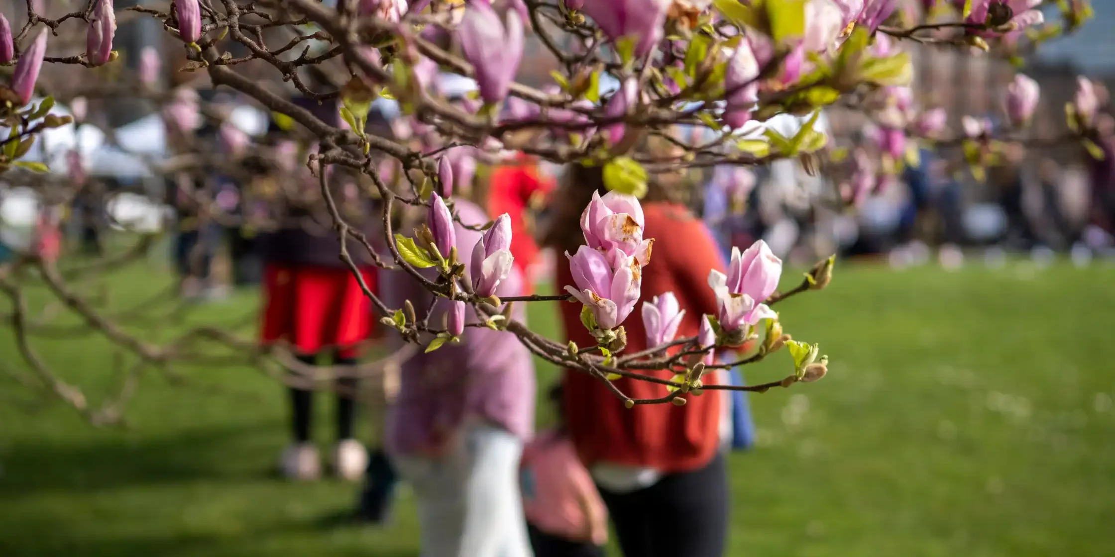 Cherry Blossom Cherry Blossom Festival in Sydney