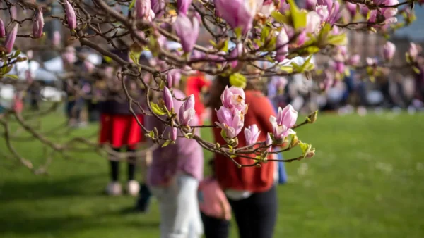 Cherry Blossom Cherry Blossom Festival in Sydney