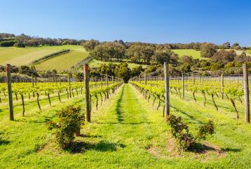 A lush green vineyard on a sunny day with rolling hills in the background.