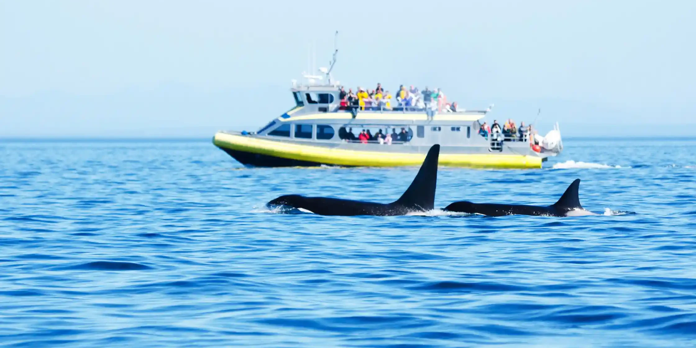 Whale Watching Sydney