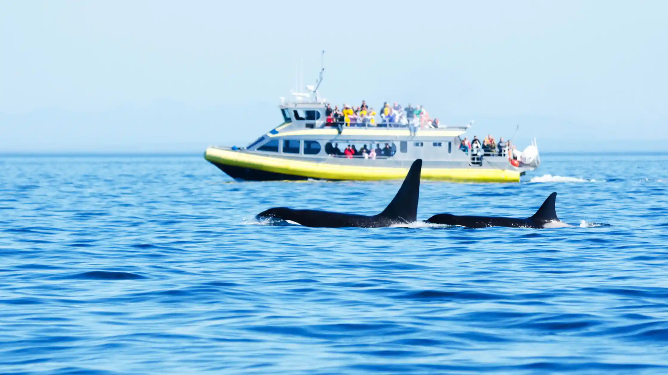 Whale Watching Sydney