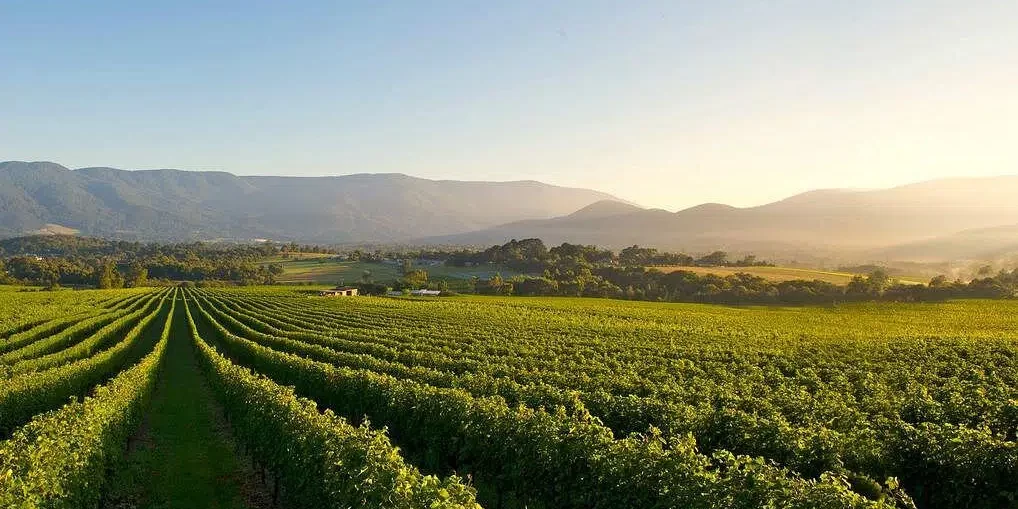yarra-valley-wineries