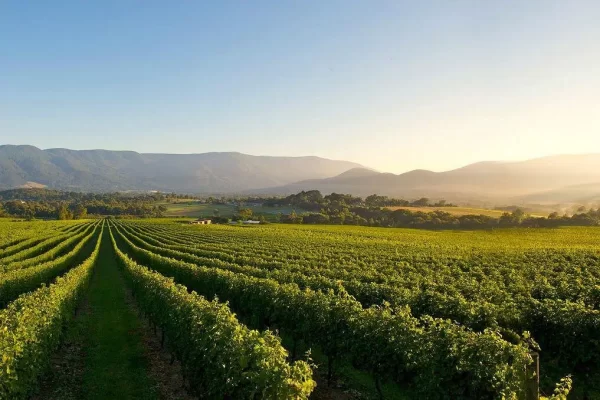 yarra-valley-wineries