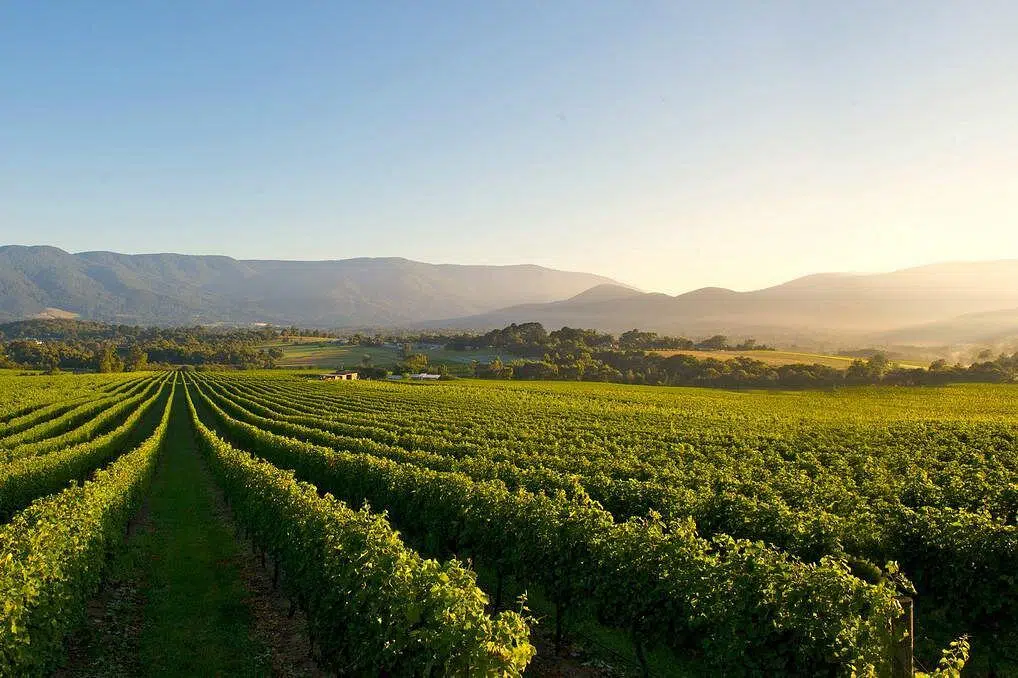 yarra-valley-wineries